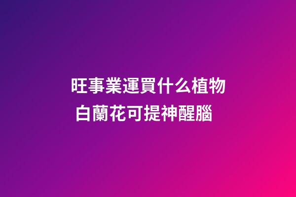 旺事業運買什么植物 白蘭花可提神醒腦